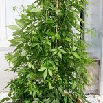 Gymnostemma-Pianta immortalita'