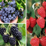 KIT MIRTILLO GIGANTE AMERICANO, LAMPONE ROSSO, MORA SENZA SPINE