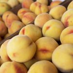 PERCOCCO, VASO 2 LITRI , 150-180 CM,,FRUTTO GRANDE BABYGOLD 6,9, MARIA SERENA