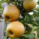 MELO REGINA RENETTA  PIANTA 2 ANNI 1,2-1,5 MT FITOCELLA BALLOT