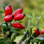 3x ROSA CANINA PIANTA DI 2 ANNI VASO 2 LITRI 70-80 CM