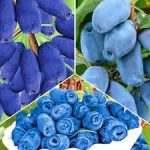 MIRTILLO SIBERIANO LONICERA KAMTSCHATICA PIANTE DI 2 ANNI 30-40 cm