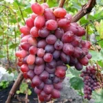 UVA DA TAVOLA BELLEZZA , RESISTENTE, VASO 2 LITRI 20-25 CM