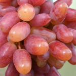 UVA DA TAVOLA JULIAN ROSA, RESISTENTE, GRANO CROCCANTE VASO 2 LITRI 20-25 CM