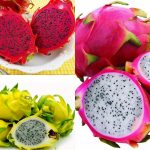 3 PIANTA DI PITAYA VARIETA' GIALLA,ROSSA,BIANCA 30-40 CM, FRUTTO DEL DRAGO,ZAMORANO,GUYUTE, GOLDEN YELLOW VIVAIO AMAZONSEEDS