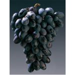 UVA DA TAVOLA BLACK MAGIC NERA, RESISTENTE, GRANO CROCCANTE VASO 2 LITRI 60-70 CM PRODUTTIVA