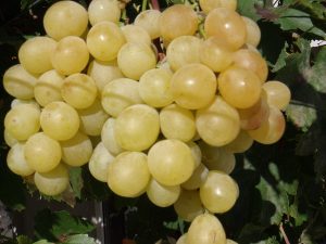 UVA DA TAVOLA ITALIA BIANCA , DOLCE, GRANO CROCCANTE TARDIVA VASO 2 LITRI 60-70 CM  PRODUTTIVA