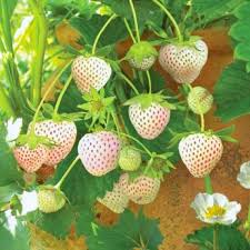 3 x Fragola pineberry