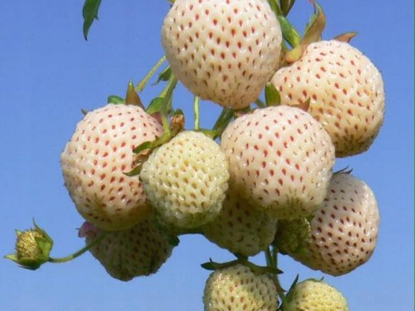 3 x Fragola pineberry - immagine 2